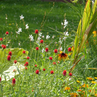 Gomphrena haageana Strawberry Fields
