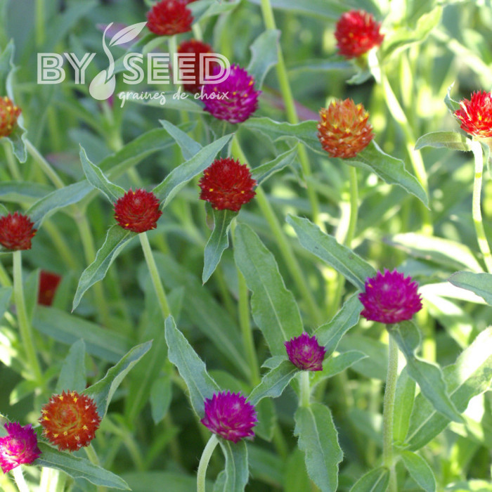 Gomphrena haageana QIS® Mix