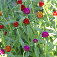 Gomphrena haageana QIS® Mix