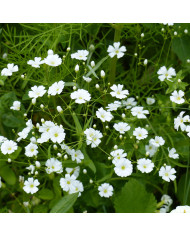 Goniolimon - Limonium tataricum - Statice