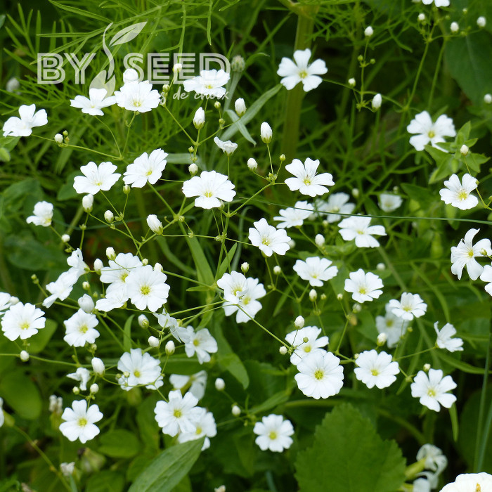 Gypsophile elegans Covent Garden (annuel)