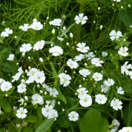 Gypsophile elegans Covent Garden (annuel)