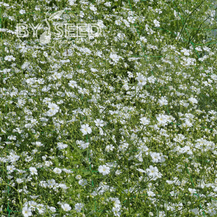 Gypsophile elegans Covent Garden (annuel)