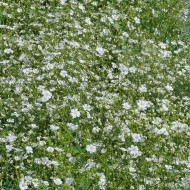 Gypsophile elegans Covent Garden (annuel)