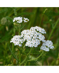 Acanthe mollis