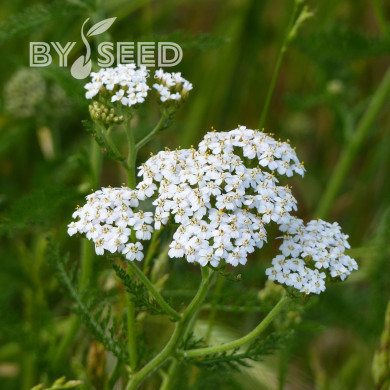 Achillée millefeuille blanche (fleur sauvage)