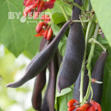Haricot d'Espagne Black Knight