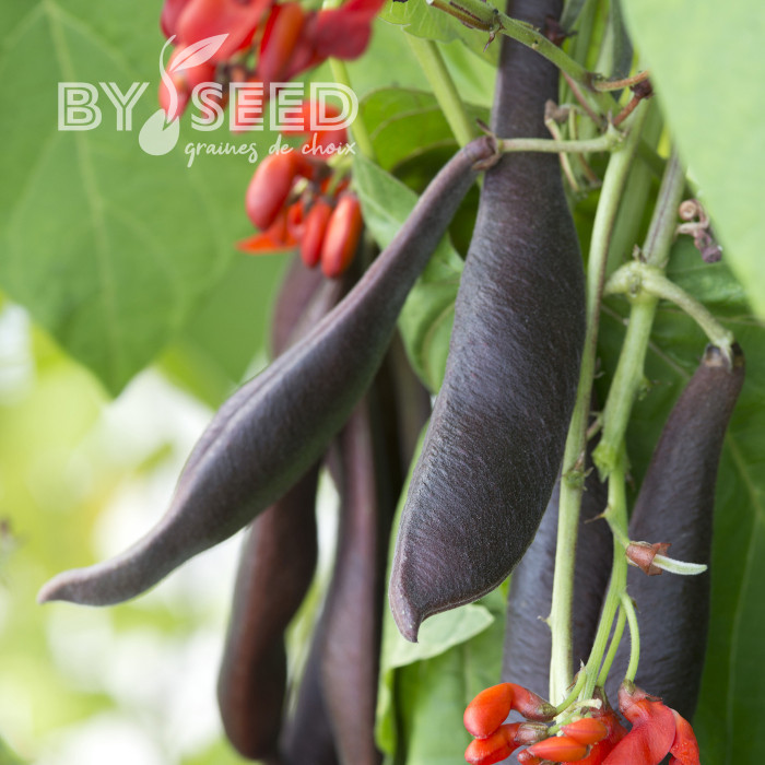 Haricot d'Espagne Black Knight