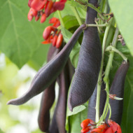 Haricot d'Espagne Black Knight
