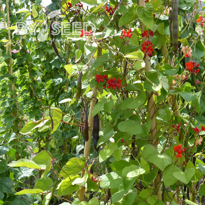 Haricot d'Espagne Black Knight
