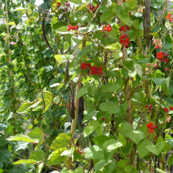 Haricot d'Espagne Black Knight
