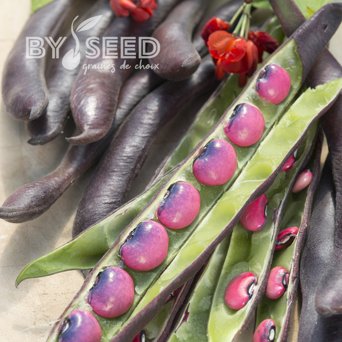 Haricot d'Espagne Black Knight
