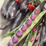 Haricot d'Espagne Black Knight
