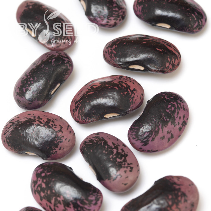 Haricot d'Espagne Black Knight