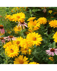 Heliopsis scabra Sunburst