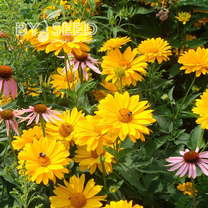 Heliopsis scabra Summersun
