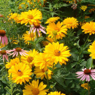 Heliopsis scabra Summersun