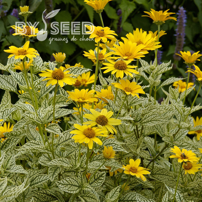 Heliopsis scabra Sunburst