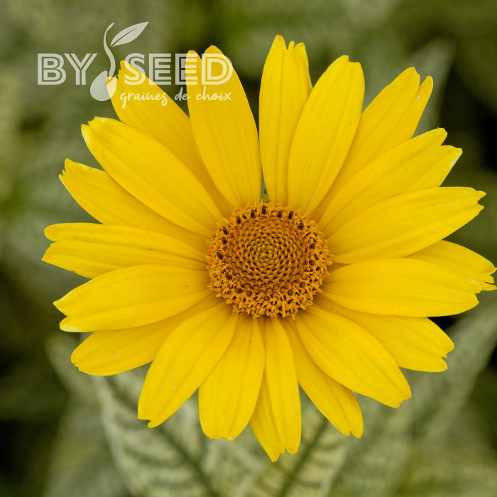 Heliopsis scabra Sunburst