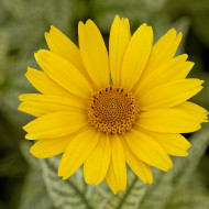 Heliopsis scabra Sunburst