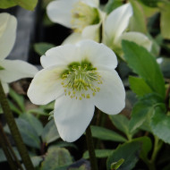 Hellébore niger - Rose de Noël