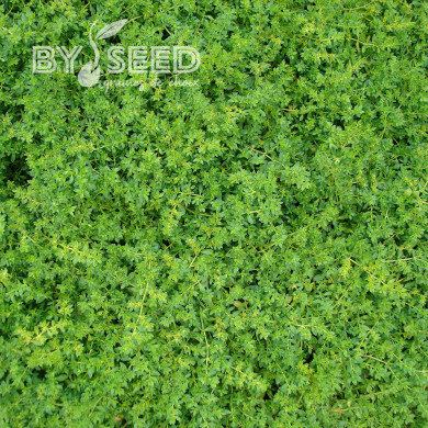 Herniaria glabra - Turquette