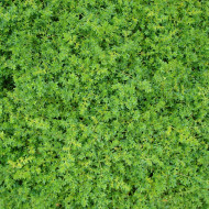 Herniaria glabra - Turquette