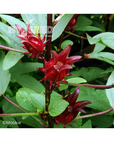 Hibiscus sabdariffa