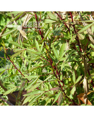 Hibiscus sabdariffa