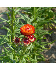 Immortelle à bractées Fireball BIO