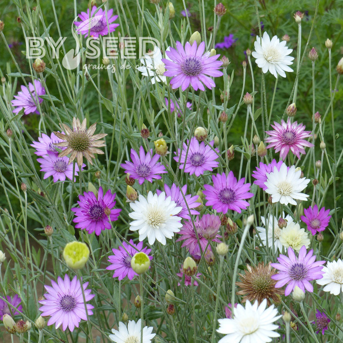 Immortelle annuelle - Xeranthemum annuum Mix