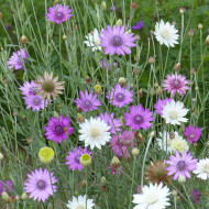 Immortelle annuelle - Xeranthemum annuum Mix