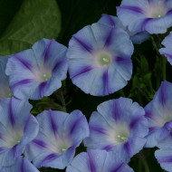 Ipomée grimpante Dacapo Light Blue