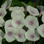 Ipomée grimpante Dolce Vita