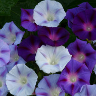 Ipomée grimpante Hazelwood Blues