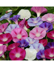 Ipomée grimpante Ismay