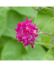 Ipomée grimpante Shiva