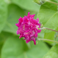 Ipomée grimpante Sunrise Serenade