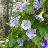 Ipomée grimpante Venice Blue