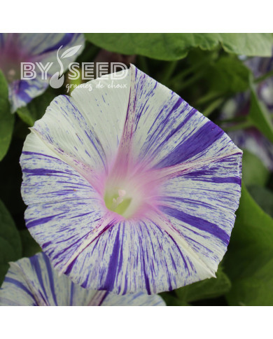 Ipomée grimpante Venice Blue