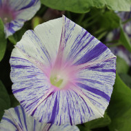 Ipomée grimpante Venice Blue