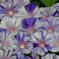 Ipomée grimpante Venice Blue