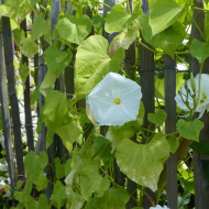 Ipomée noctiflora Fleur de Lune