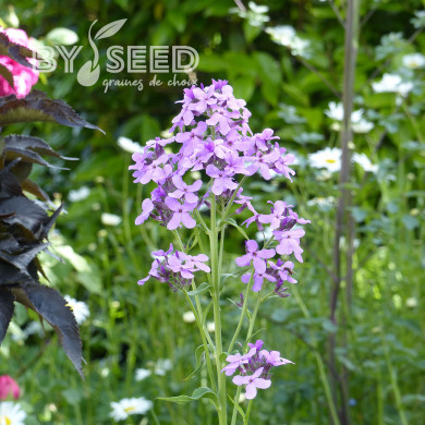 Julienne des Dames violette