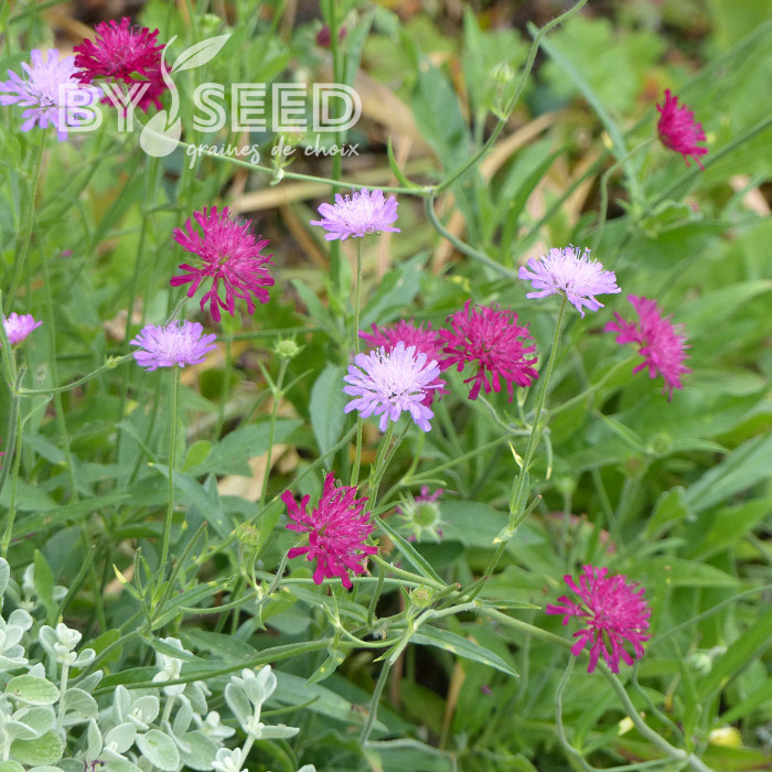 Knautia macedonia Melton Pastels