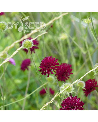 Knautia macedonica