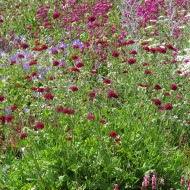 Knautia macedonica