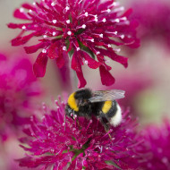 Knautia macedonica