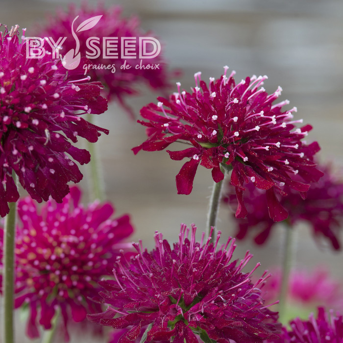Knautia macedonica