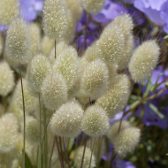 Lagurus ou Queue-de-Lièvre Bunny Tails